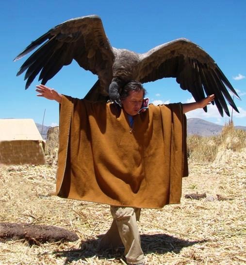 Vulture: protective The-vulture-condor