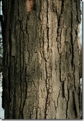 sugar_maple_bark-The bark on young trees is dark grey